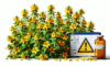 Herbal Interactions with UK Medications Explained