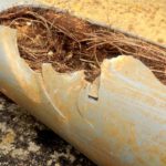 Pipe Relining: Addressing Tree Roots in Drains Effectively