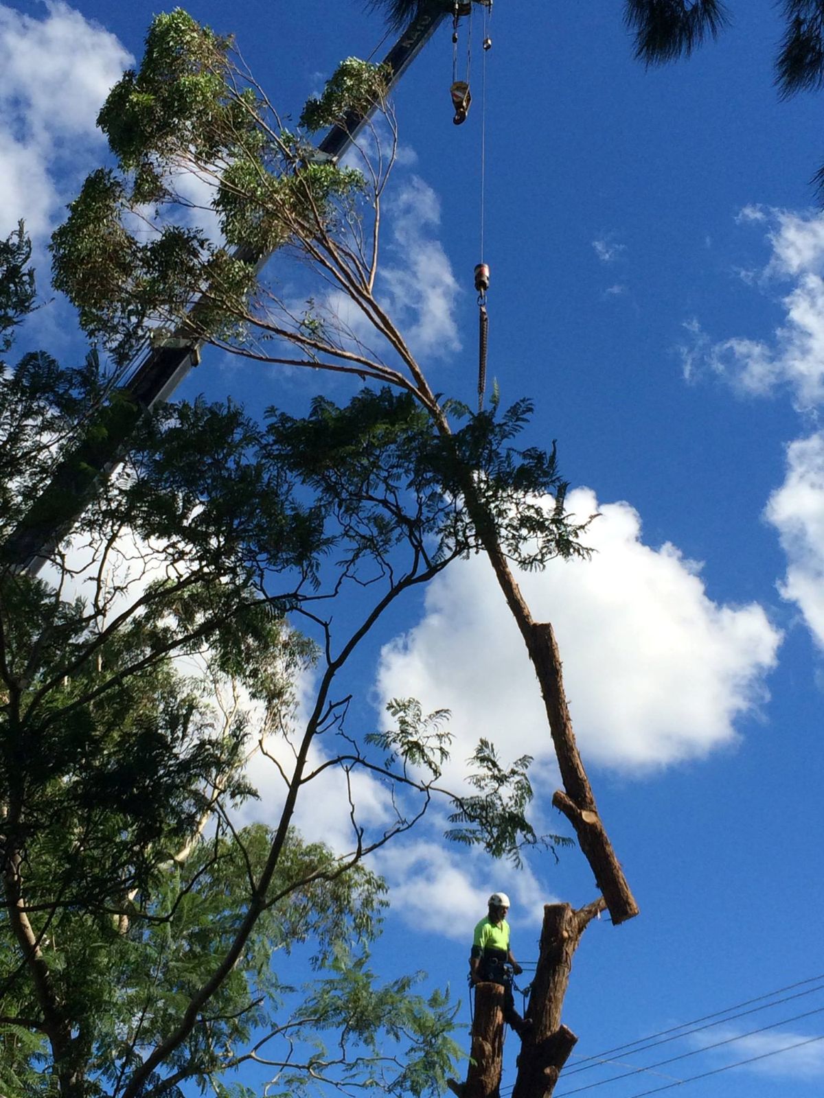 Tree Services in Newcastle