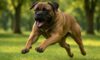 Bigger Dogs: Uncovering the Truth About Aggression