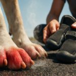 Pavement Safety Tips for Dogs During Summer Heat