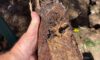 Clay Soil’s Impact on Caboolture Pipe Infrastructure Exposed