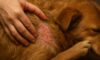 Flea Control: Essential Tips to Prevent Autumn Infestations