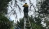 Electrical Defect Notice Response: Mid North Coast Insights